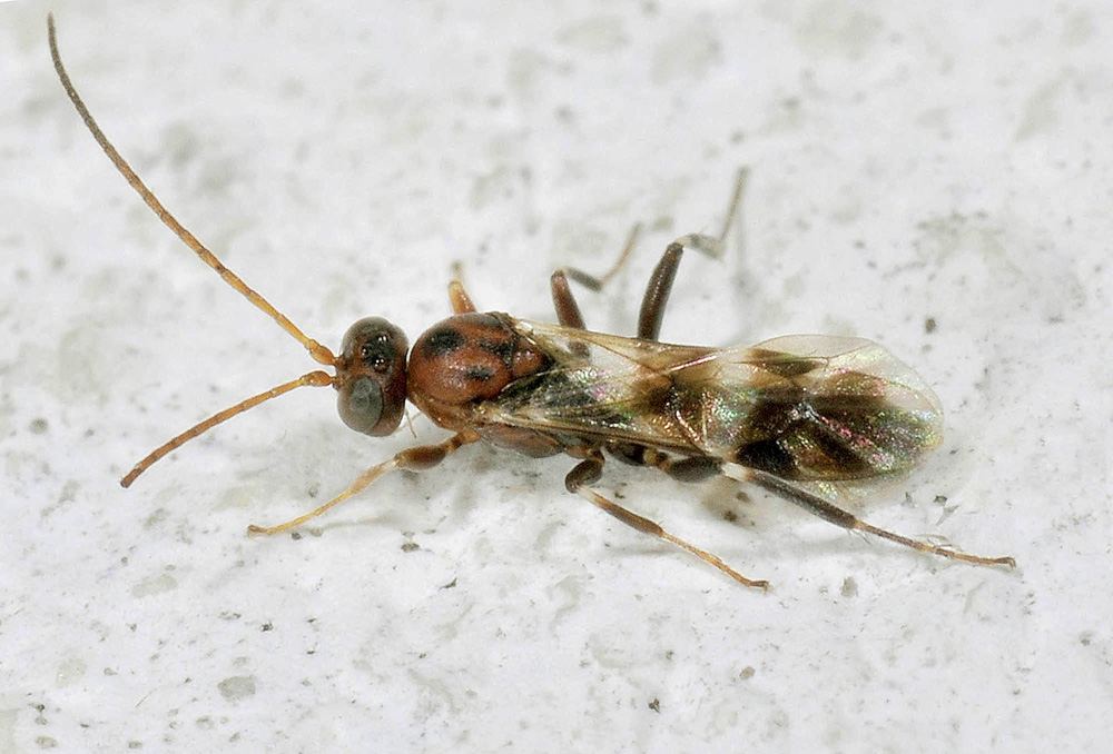Imenottero da det. 9°